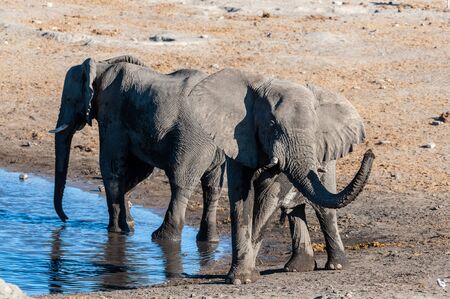 Two African Elephants -Loxodonta Africana- drinking from a waterhole. Etosha National Park, Namibia.の写真素材