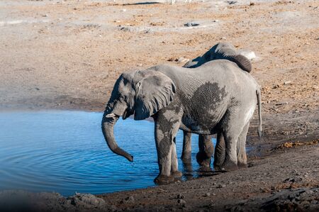 Two African Elephants -Loxodonta Africana- drinking from a waterhole. Etosha National Park, Namibia.の写真素材