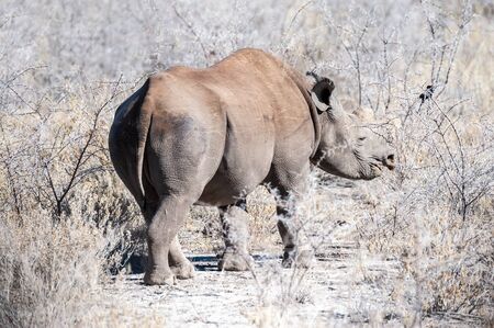 A black Rhinoceros - Diceros bicornis- eating scrubs on the plains of etosha national park, Namibia.の写真素材