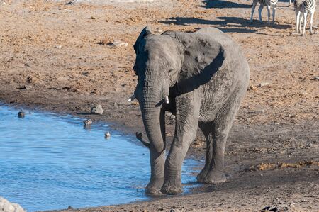 A giant African Elephant -Loxodonta Africana- walking in front of a waterhole in Etosha National Park, Namibia.の写真素材