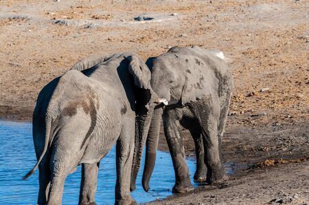 Two Male African Elephants -Loxodonta Africana- are challenging each other for a fight. Etosha National Park, Namibia.の写真素材