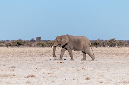 One big male African Elephant -Loxodonta Africana- walking down the plains of Etosha National Park.の写真素材