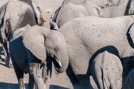 A herd of African Elephants -Loxodonta Africana- bathing in a waterhole in Etosha National Park, Namibia.の写真素材