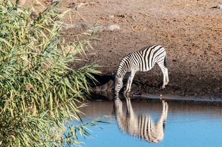 A Burchells Plains zebra -Equus quagga burchelli- drinking from a waterhole in Etosha National Park, Namibia.の写真素材