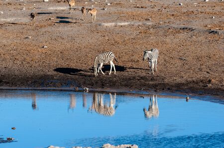 A group of Burchells Plains zebra -Equus quagga burchelli- , together with a group of Impalas -Aepyceros melampus- standing close a waterhole on the plains of Etosha National Park, Namibia.の写真素材