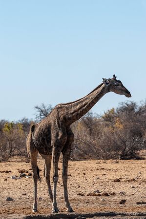 One Angolan Giraffe - Giraffa giraffa angolensis near a waterhole in Etosha national park, Namibia.の写真素材