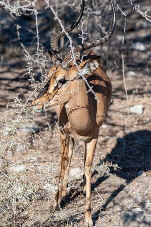 Detail of an Impala - Aepyceros melampus- emerging from the bushes of Etosha National Park, Namibia.の写真素材
