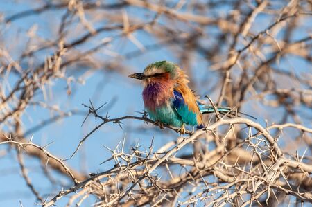Closeup of a Lilac Breasted Roller - Coracias caudatus- sitting on a tree branch, in Etosha National Park.の写真素材