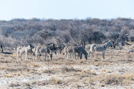 Telephoto shot of a group of Burchell's Plains zebras -Equus quagga burchelli- standing on the plains of Etosha National Park, Namibia.の写真素材
