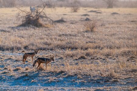 Two side-striped Jackal -Canis Adustus- hunting for prey in Etosha National Park, Namibia.の写真素材
