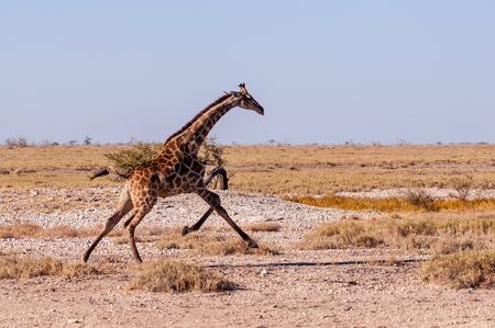 A galloping Giraffe - Giraffa Camelopardalis- on the plains of Etosha National Park, Namibia.の写真素材