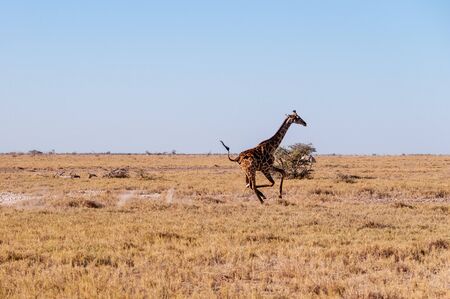 A galloping Giraffe - Giraffa Camelopardalis- on the plains of Etosha National Park, Namibia.の写真素材