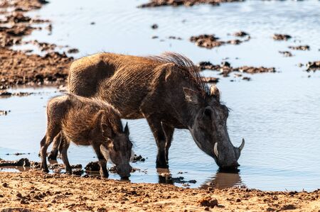 Closeup of two Common Warthogz - Phacochoerus africanus- in front of a waterhole in Etosha. Etosha National Park, Namibia.の写真素材