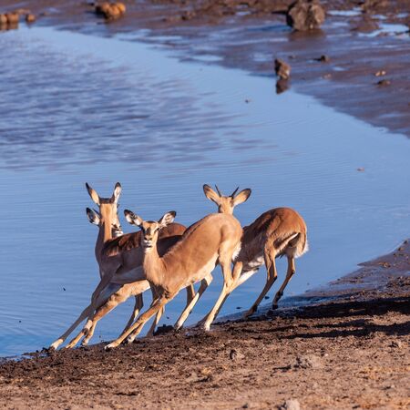 A group of Impalas -Aepyceros melampus- running nervously around a waterhole in Etosha National Park, Namibia.の写真素材