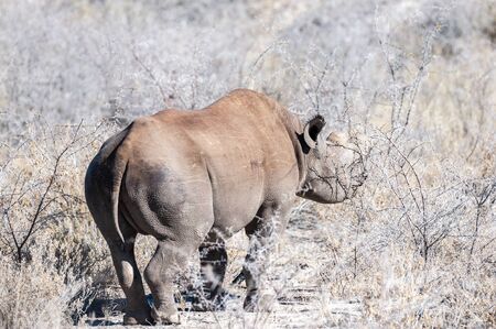 A black Rhinoceros - Diceros bicornis- eating scrubs on the plains of etosha national park, Namibia.の写真素材