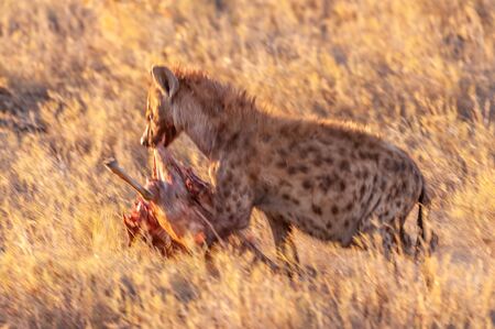 Close-up of a spotted Hyena - Crocuta crocuta- with a prey, seen during the golden hour of sunset in Etosha national Park, Namibia.の写真素材