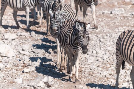 A group of Burchells Plains zebra -Equus quagga burchelli- standing close to each other on the plains of Etosha National Park, Namibia.の写真素材
