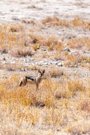 A side-striped Jackal -Canis Adustus- hunting for prey in Etosha National Park, Namibia.の写真素材