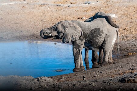 Two African Elephants -Loxodonta Africana- drinking from a waterhole. Etosha National Park, Namibia.の写真素材