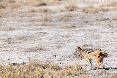 A side-striped Jackal -Canis Adustus- hunting for prey in Etosha National Park, Namibia.の写真素材