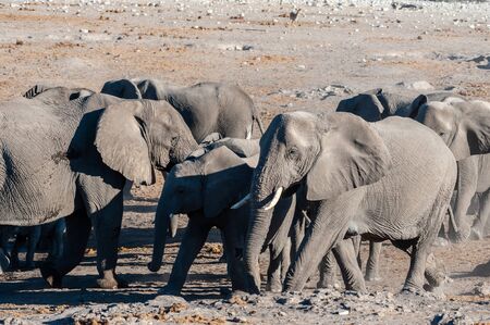 A herd of African Elephants -Loxodonta Africana- bathing in a waterhole in Etosha National Park, Namibia.の写真素材
