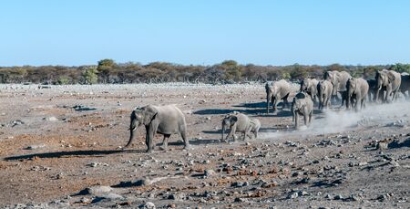 A large herd of African Elephants -Loxodonta Africana- walking decisively towards a waterhole. Etosha National Park, Namibia.の写真素材