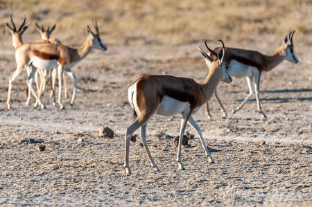A group of Impalas - Aepyceros melampus- grazing on the plains of Etosha National Park, Namibia.の写真素材