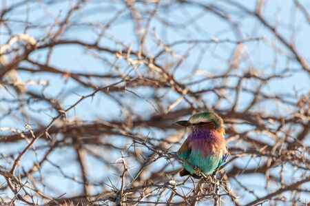 Closeup of a Lilac Breasted Roller - Coracias caudatus- sitting on a tree branch, in Etosha National Park.の写真素材