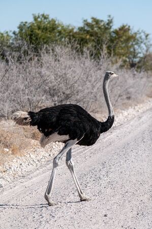 Closeup of a South African Ostrich -Struthio camelus australis-, also known as the black necked Ostrich, Southern Ostrich, or Cape Ostrich, crossing a road in Etosha National Park, Namibia.の写真素材