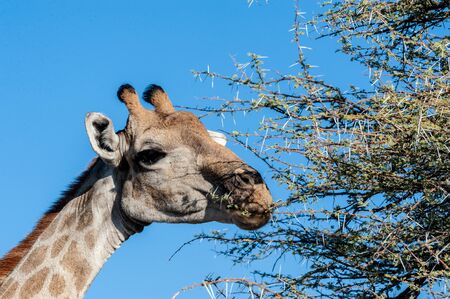 An extreme closeup of an Angolan Giraffe - Giraffa giraffa angolensis- head. Etosha National Park, Namibia. Here it is eating from the thorny bushes it is able to digest.の写真素材