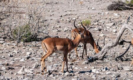 Closeup of a herd of Impalas - Aepyceros melampus- grazing on the plains of Etosha National Park, Namibia.の写真素材