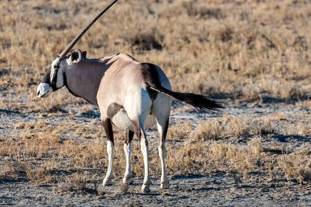 An Oryx - Oryx gazelle- grazing on the plains of Etosha national park, Namibiaの写真素材