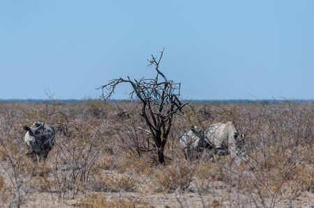 Three out of a group of four white Rhinoceros -Ceratotherium simum- standing on a barren plain in Etosha National Park, Namibia.の写真素材
