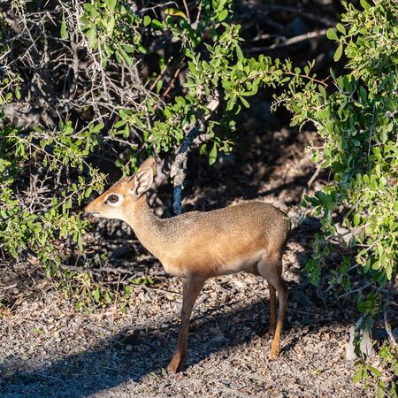 A Kirks Dik Dik -Madoqua kirkii- hiding in the bushes of Etosha National Park, Namibia. Dik Diks are small antelopes living in South West Africa.の写真素材