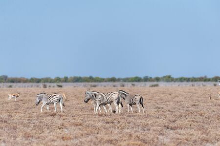 A group of Burchells Plains zebra -Equus quagga burchelli- standing close to each other on the...