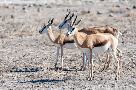 Closeup of a herd of Impalas - Aepyceros melampus- grazing on the plains of Etosha National Park, Namibia.の写真素材