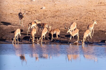 A group of Impalas -Aepyceros melampus- drinking from a waterhole in Etosha National Park, Namibia.の写真素材