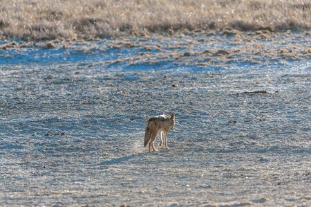 Two side-striped Jackal -Canis Adustus- hunting for prey in Etosha National Park, Namibia.の写真素材