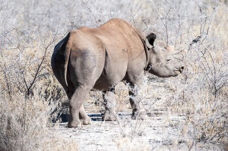 A black Rhinoceros - Diceros bicornis- eating scrubs on the plains of etosha national park, Namibia.の写真素材