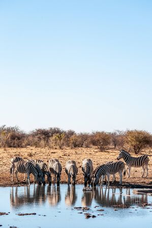 A group of Burchells Plains zebra -Equus quagga burchelli- drinking from a waterhole in Etosha National Park, Namibia.の写真素材