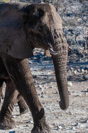 A giant African Elephant -Loxodonta Africana- walking past through the bushes of Etosha National Park, Namibia.の写真素材