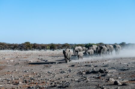 A large herd of African Elephants -Loxodonta Africana- walking decisively towards a waterhole. Etosha National Park, Namibia.の写真素材