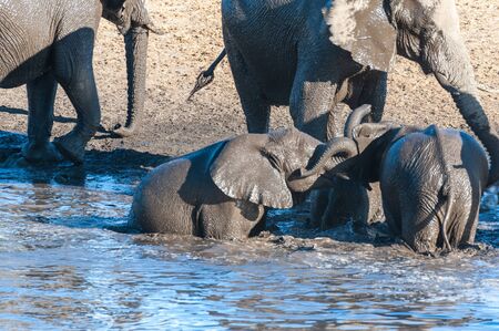 A herd of African Elephants -Loxodonta Africana- bathing in a waterhole in Etosha National Park, Namibia.の写真素材