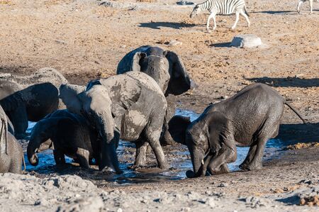 A herd of African Elephant -Loxodonta Africana- taking a bath in a waterhole in Etosha national Park. A group of Burchells Plains zebra (Equus quagga burchelli) is seen in the background.の写真素材