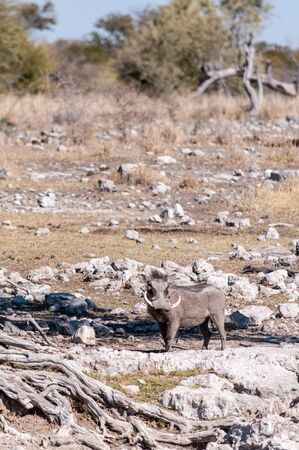 A Common Warthogs - Phacochoerus africanus- in the wilderness of Etosha. Etosha National Park, Namibia.の写真素材