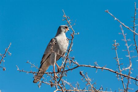 A Pale Chanting-goshawk - Melierax canorus- is sitting on the Branch of a tree in Etosha National Park, Namibia. This bird is a subspecies of Hawk.の写真素材