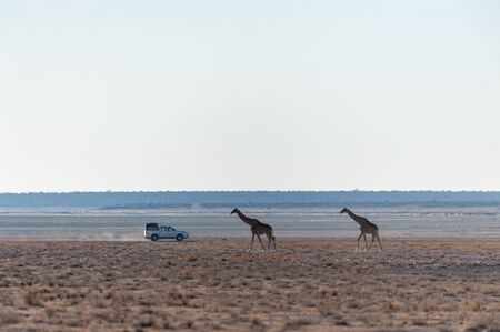 Wide angle shot of two Angolan Giraffes - Giraffa giraffa angolensis- illustrating the vast openness of the plains of Etosha National Park, Namibia.の写真素材