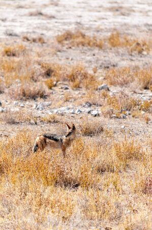 A side-striped Jackal -Canis Adustus- hunting for prey in Etosha National Park, Namibia.の写真素材