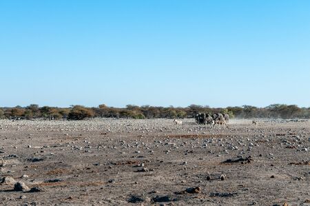 A large herd of African Elephants -Loxodonta Africana- walking decisively towards a waterhole. Etosha National Park, Namibia.の写真素材