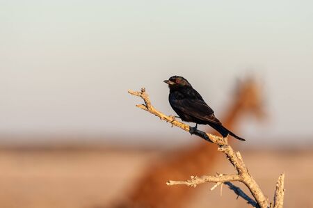 Closeup of a Fork-tailed Drongo - Dicrurus adsimilis- in the golden light of sunset, with the outline of a Giraffe crossing in the background. Etosha National Park, Namibia.の写真素材